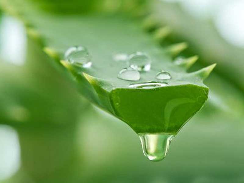 Gel nha đam trị da mẩn đỏ ngứa