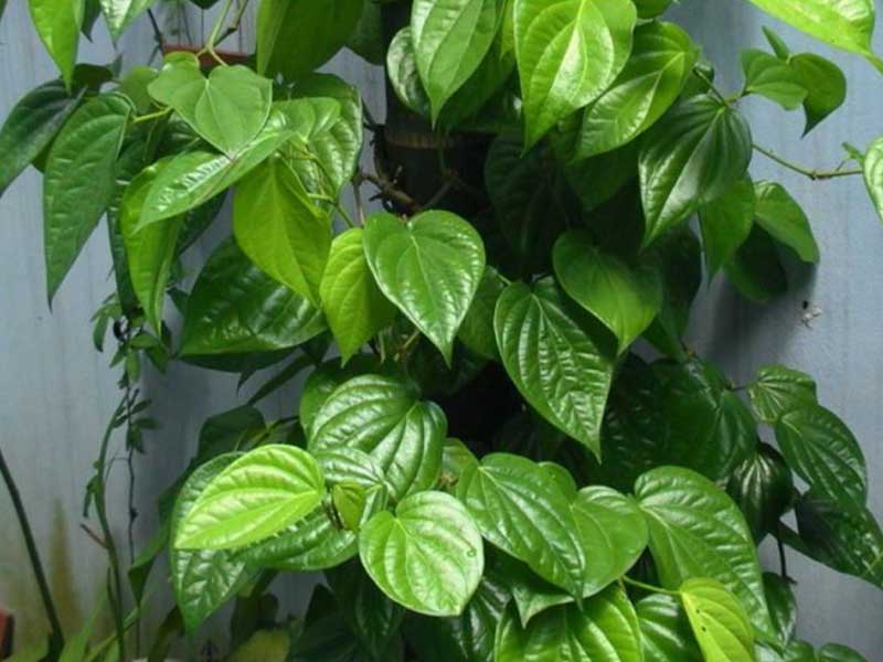 Bà bầu bị dị ứng thức ăn dùng lá trầu không